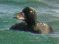 Common Scoter
